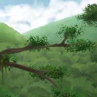 Jungle Tree Tops Background