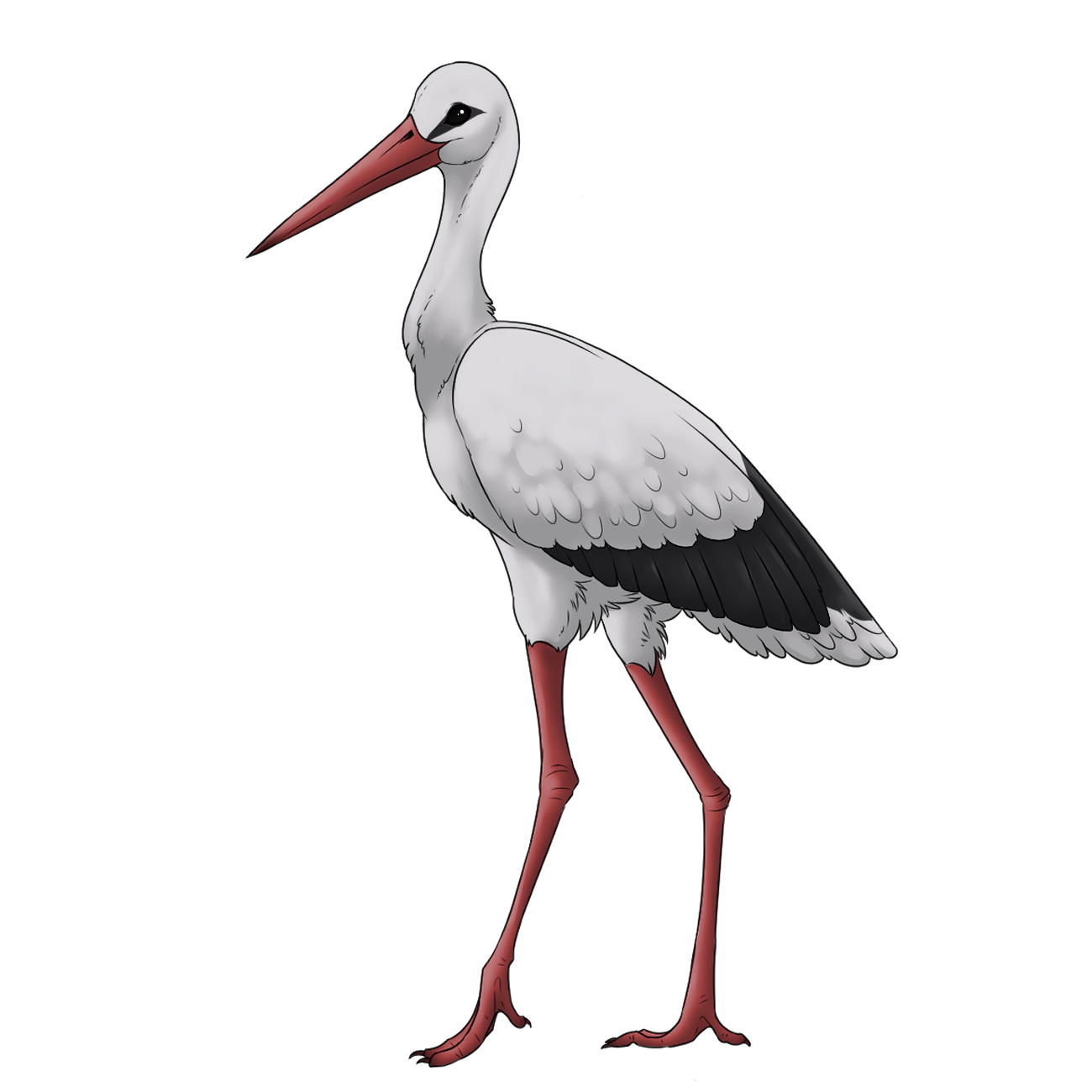 Stork