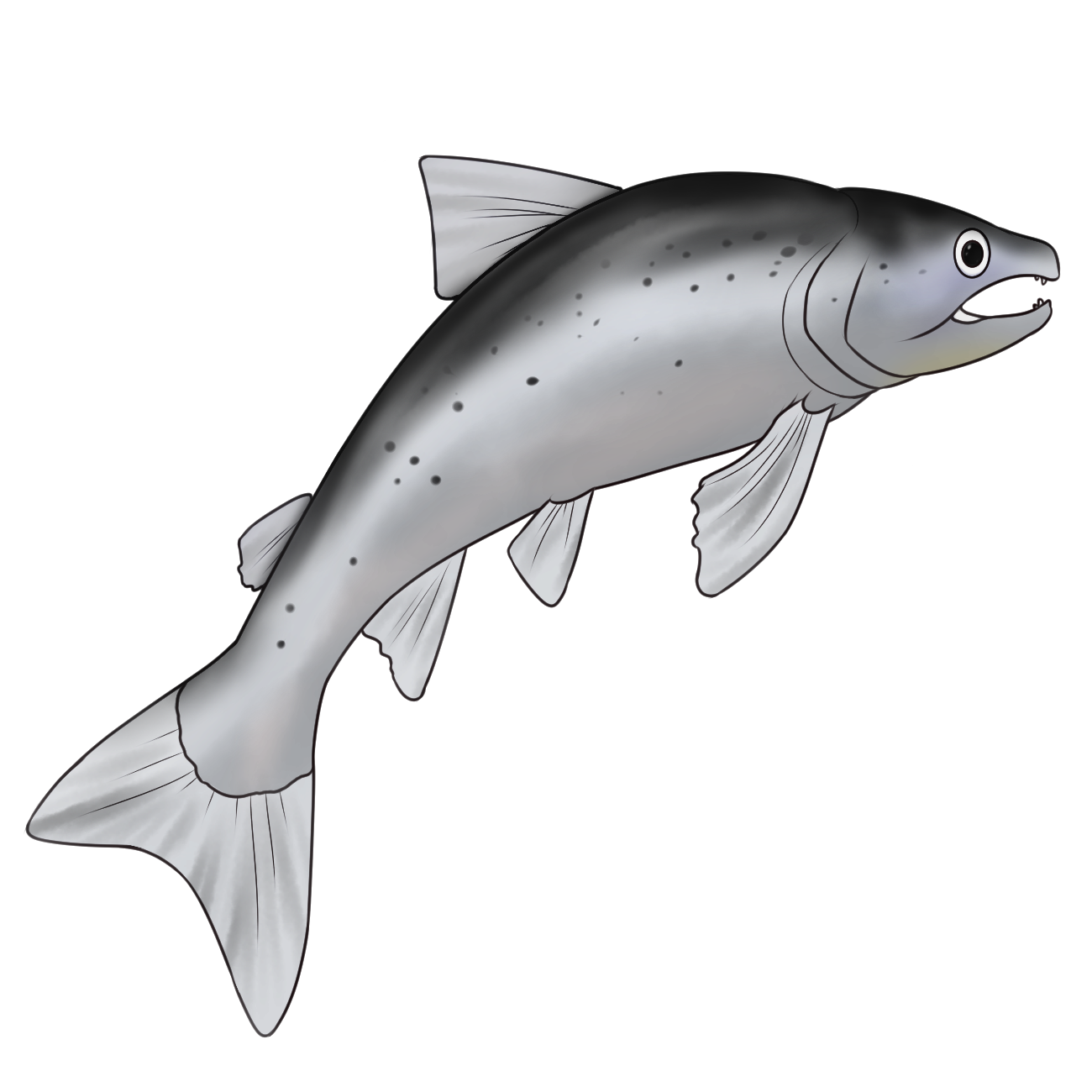 Salmon