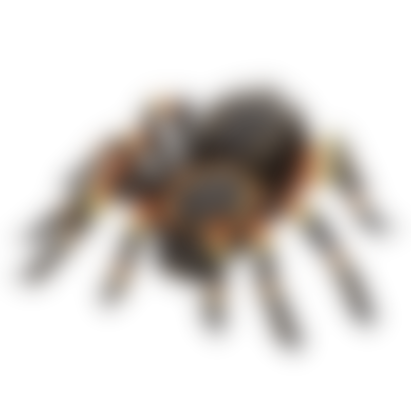 Tarantula