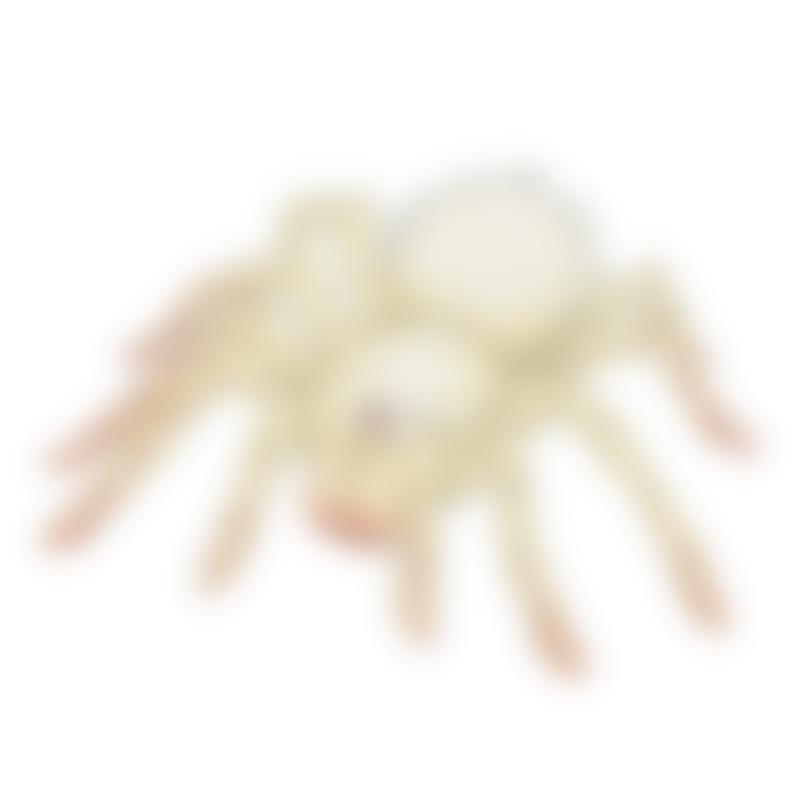 Tarantula