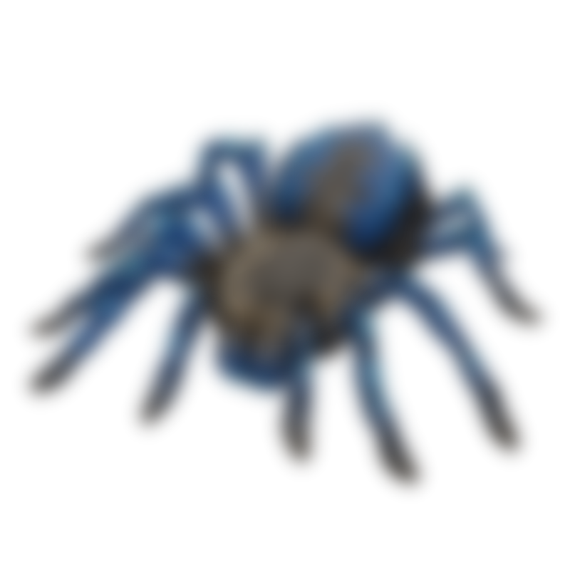 Tarantula